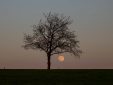 Der Vollmond steht unter dem Baum.