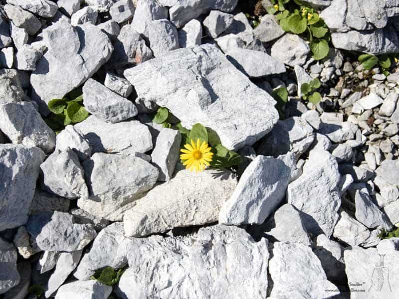 Kleine Blume zwischen Steinen.