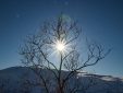 Baum mit Sonne auf Senja