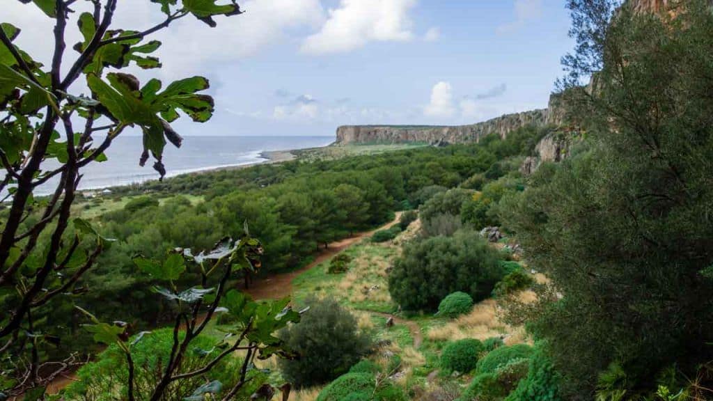 Pinienwald auf Sizilien