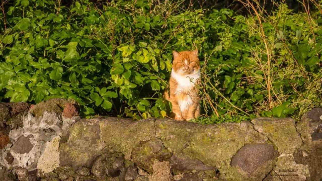 Katze bei San Vito lo Capo