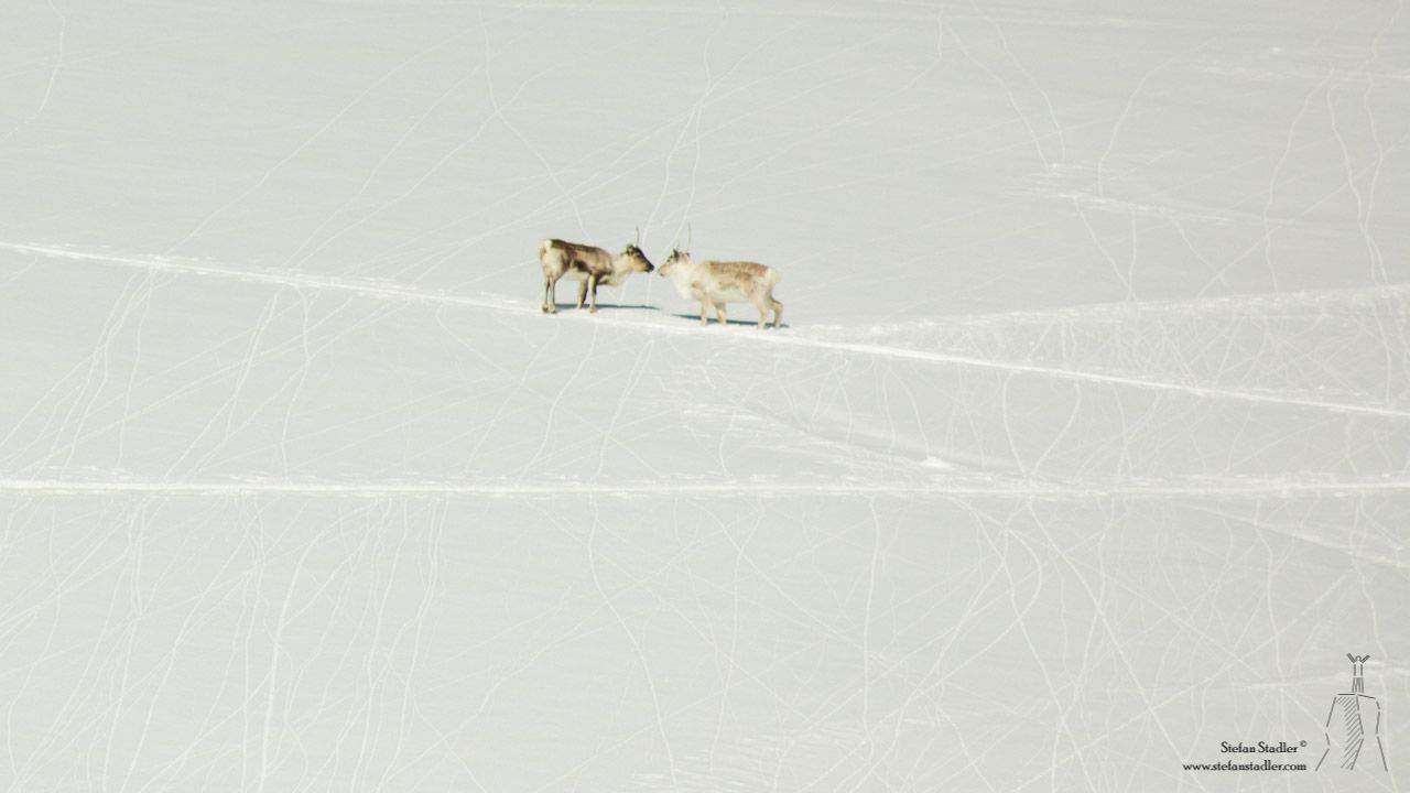 zwei Rentiere im Schnee