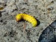 Gelbe Raupe auf Fels