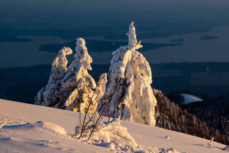 Anraum auf Bäumen über dem Chiemsee