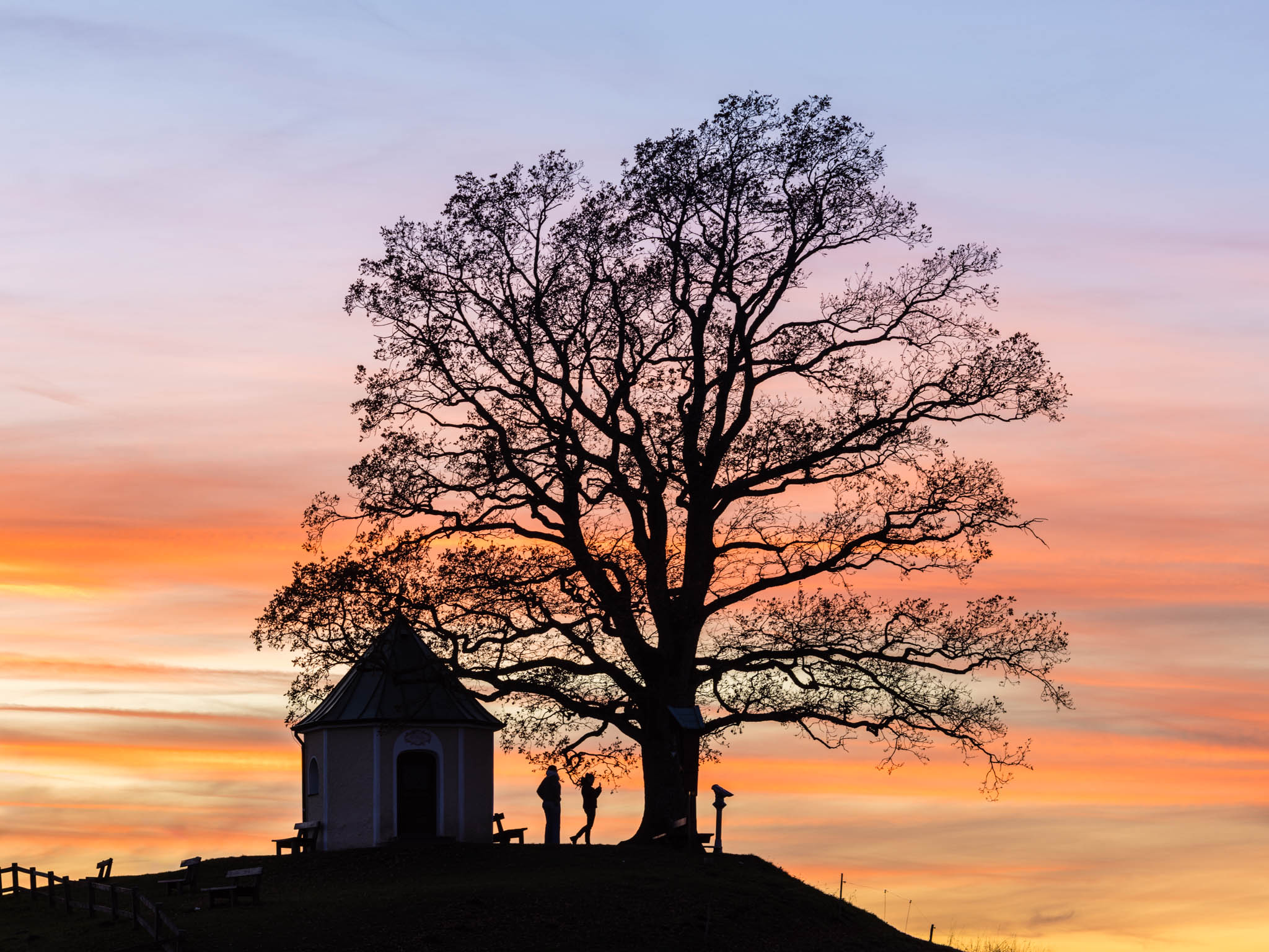 Zartes Geäst der alten Eiche erzeugt schöne Strukturen.