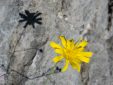 Gelbe Blume in steiler Felsenwand.